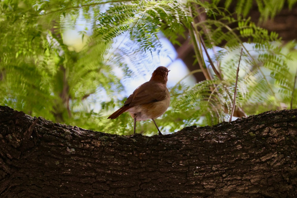 a small bird perched on a tree branch