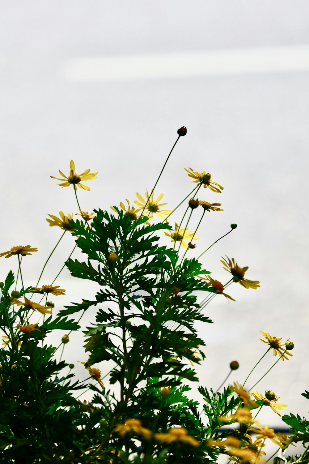 a bird sitting on top of a tree next to yellow flowers