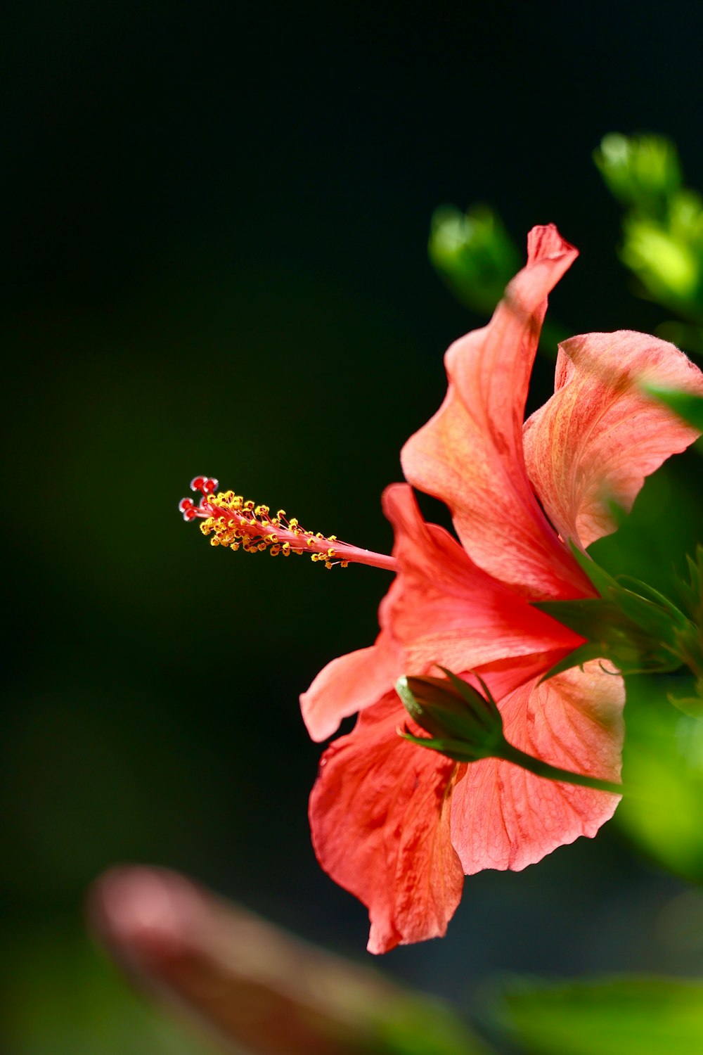 a close up of a flower with a blurry background