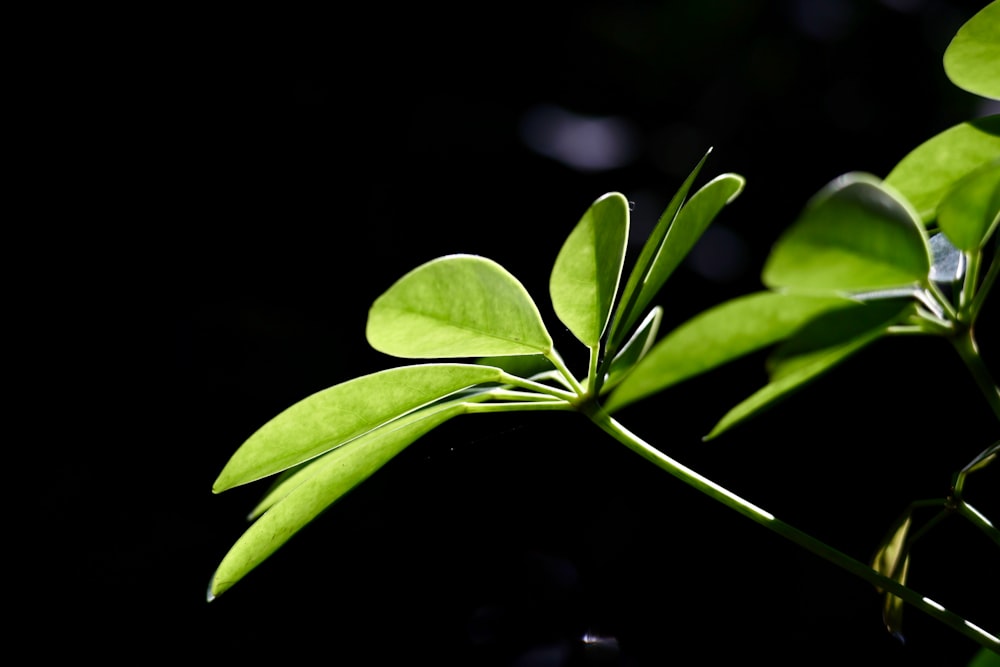 a close up of a green plant with leaves