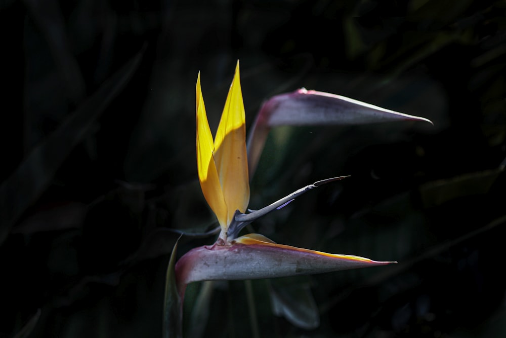 a close up of a yellow and purple flower