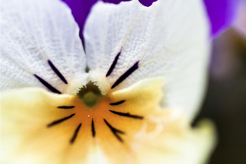 a close up of a white and yellow flower