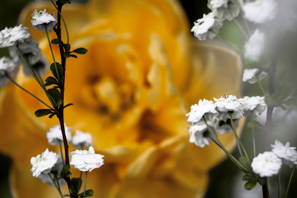 a close up of a yellow and white flower