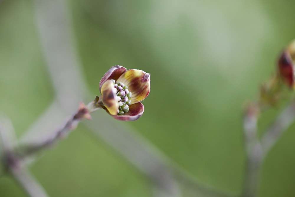 a close up of a flower on a tree branch