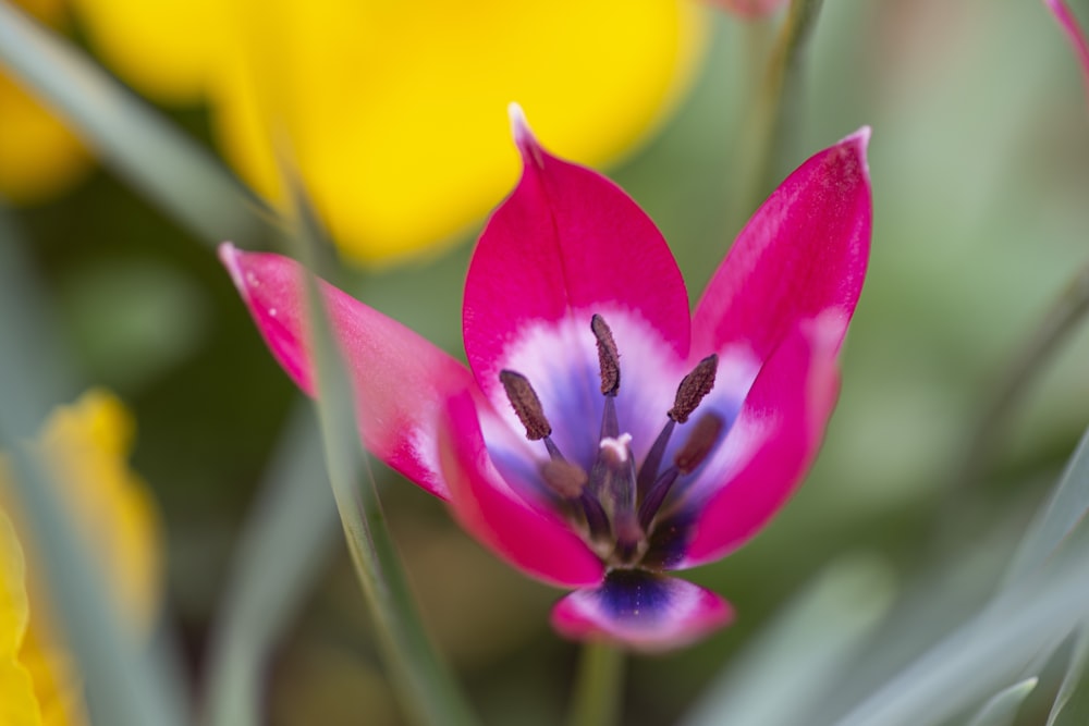 a close up of a pink flower with yellow flowers in the background