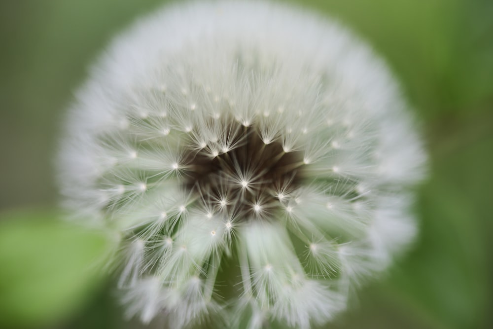 a close up of a dandelion with a blurry background