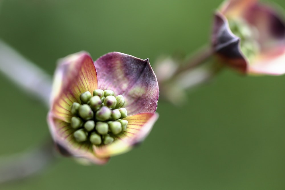 a close up of a flower with a blurry background