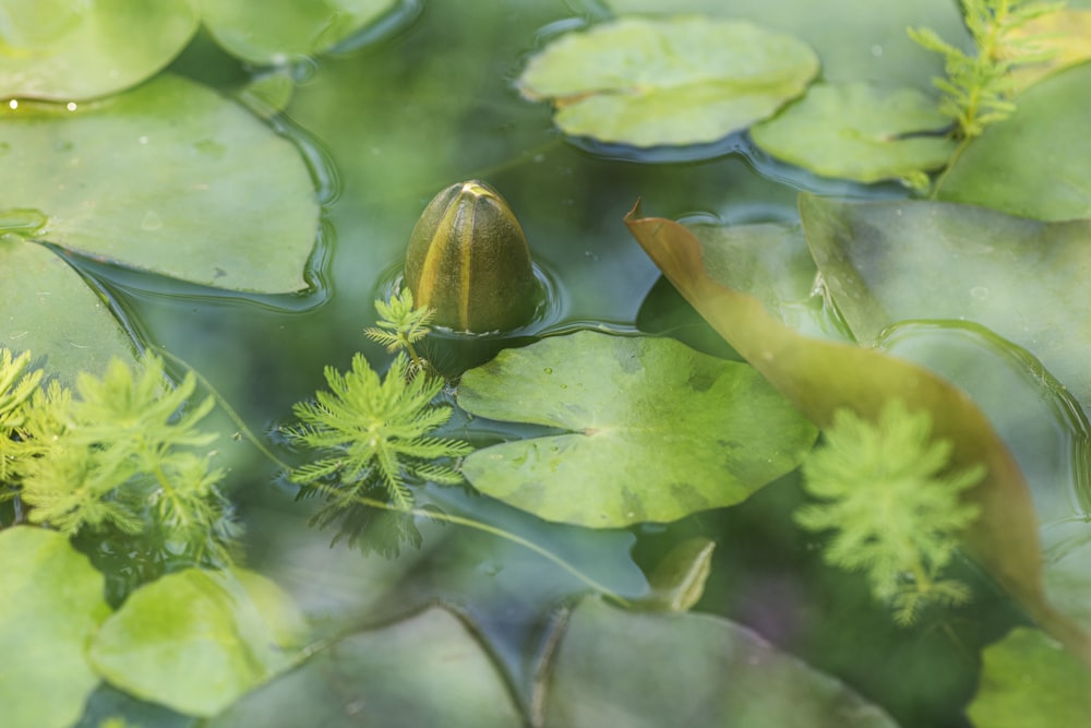 a close up of a water plant with leaves