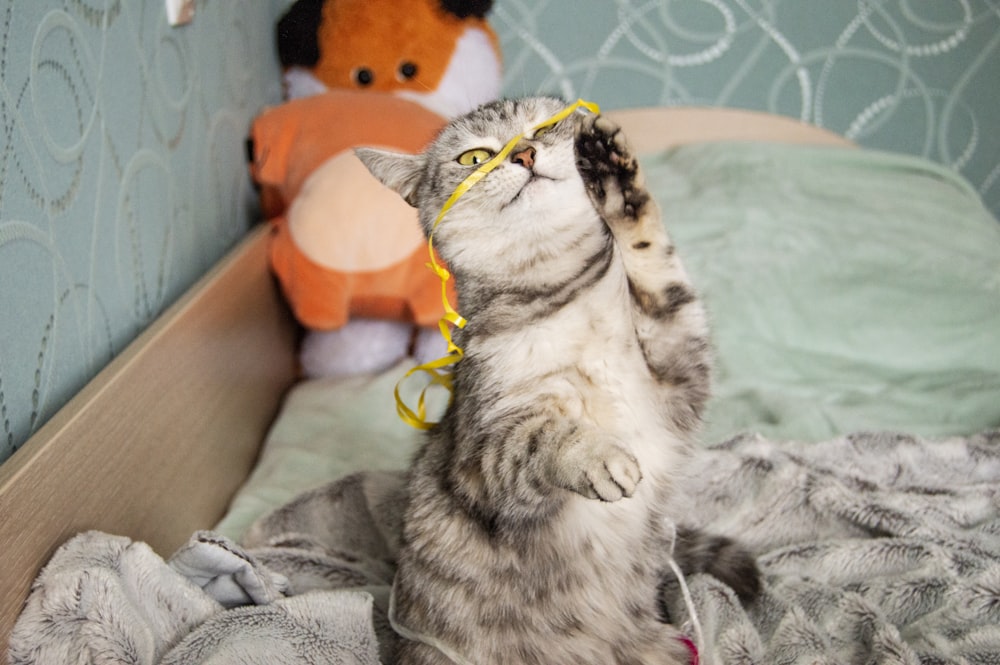 a cat standing on its hind legs on top of a bed