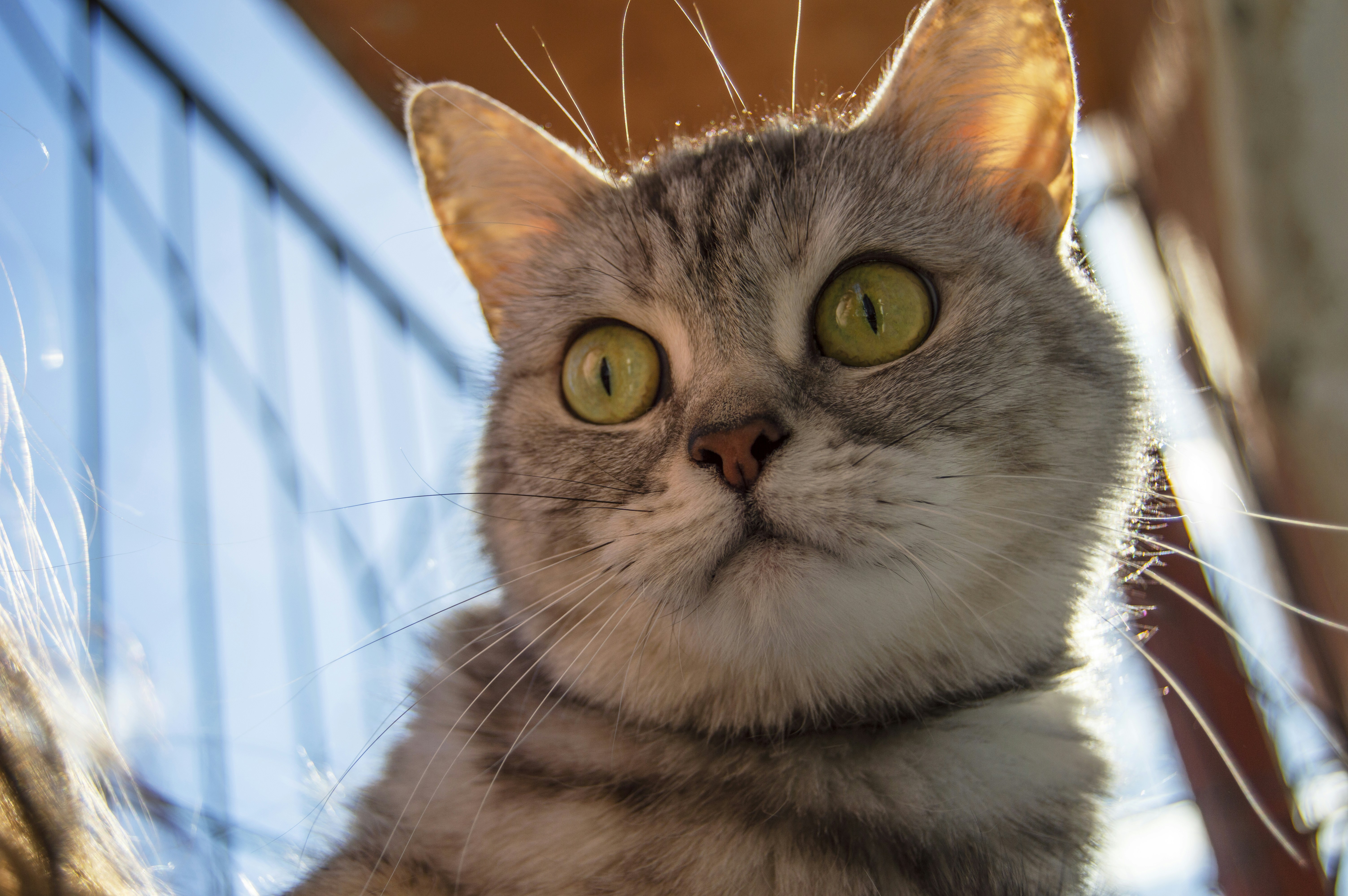 Photo by frosted_vulpes_ferrilata