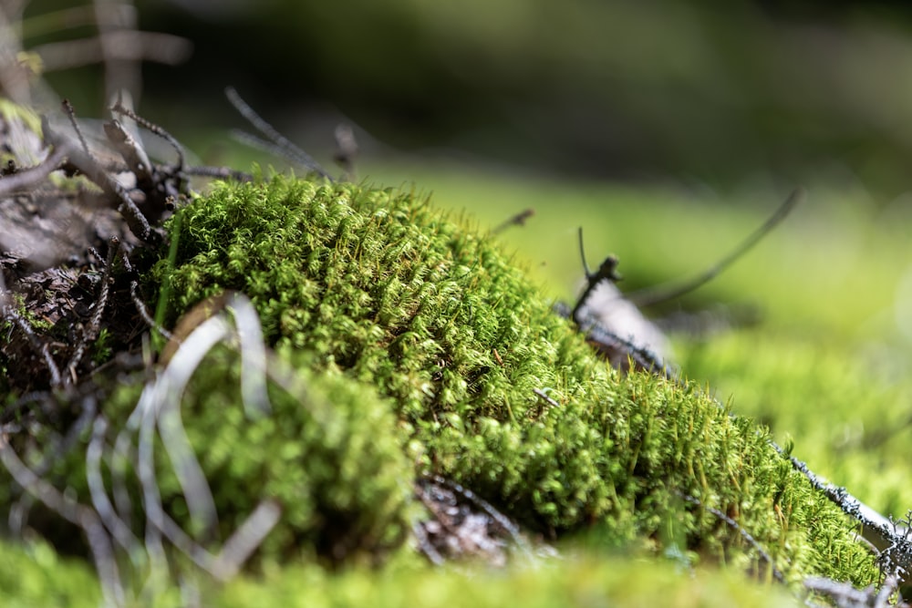 a close up of a moss covered ground