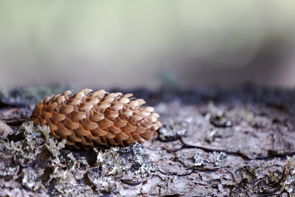 a close up of a pine cone on a tree