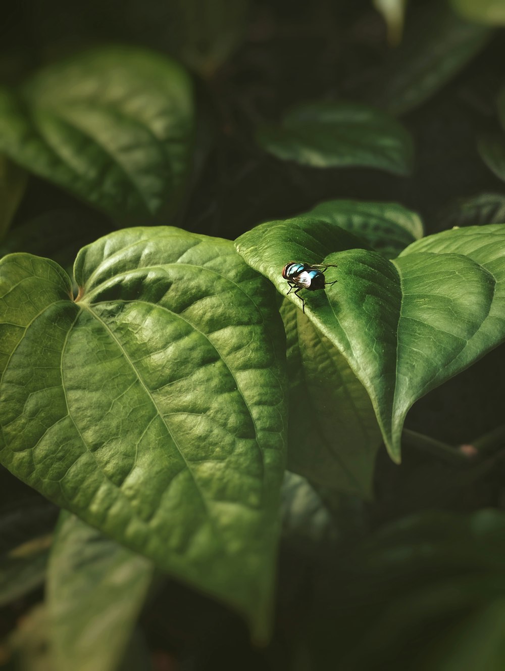 a bug is sitting on a green leaf