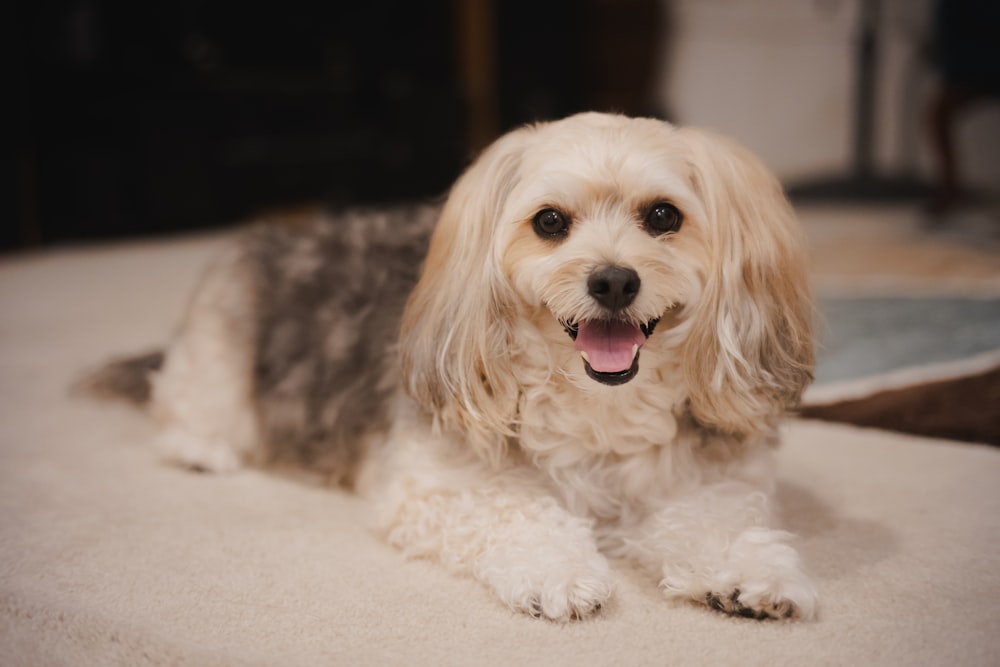 a small dog laying on top of a white rug