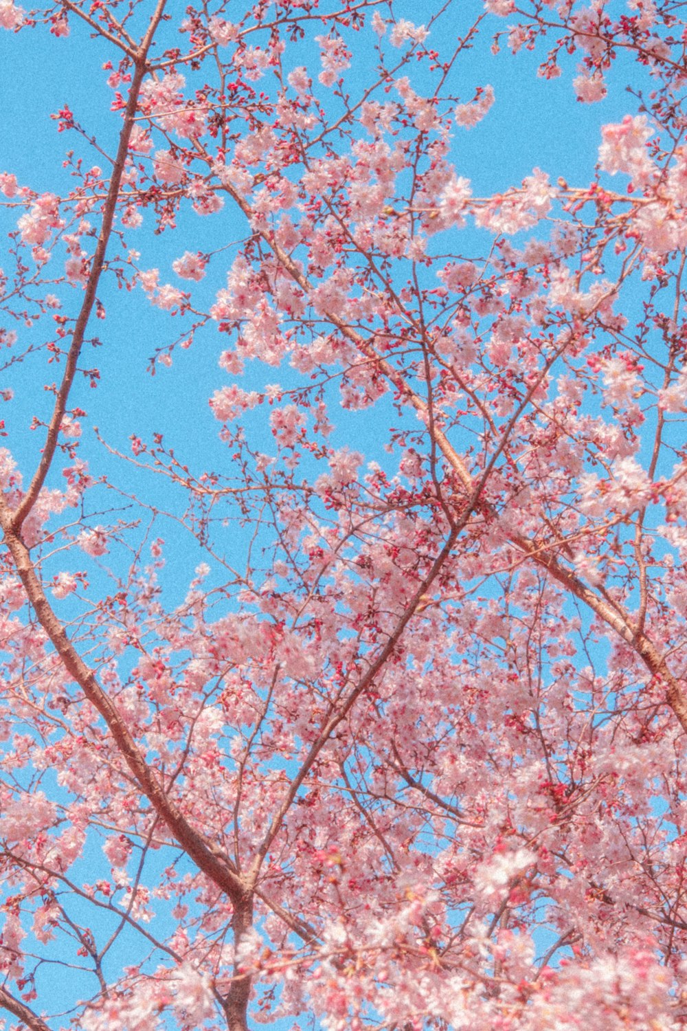 a pink flowered tree with a blue sky in the background