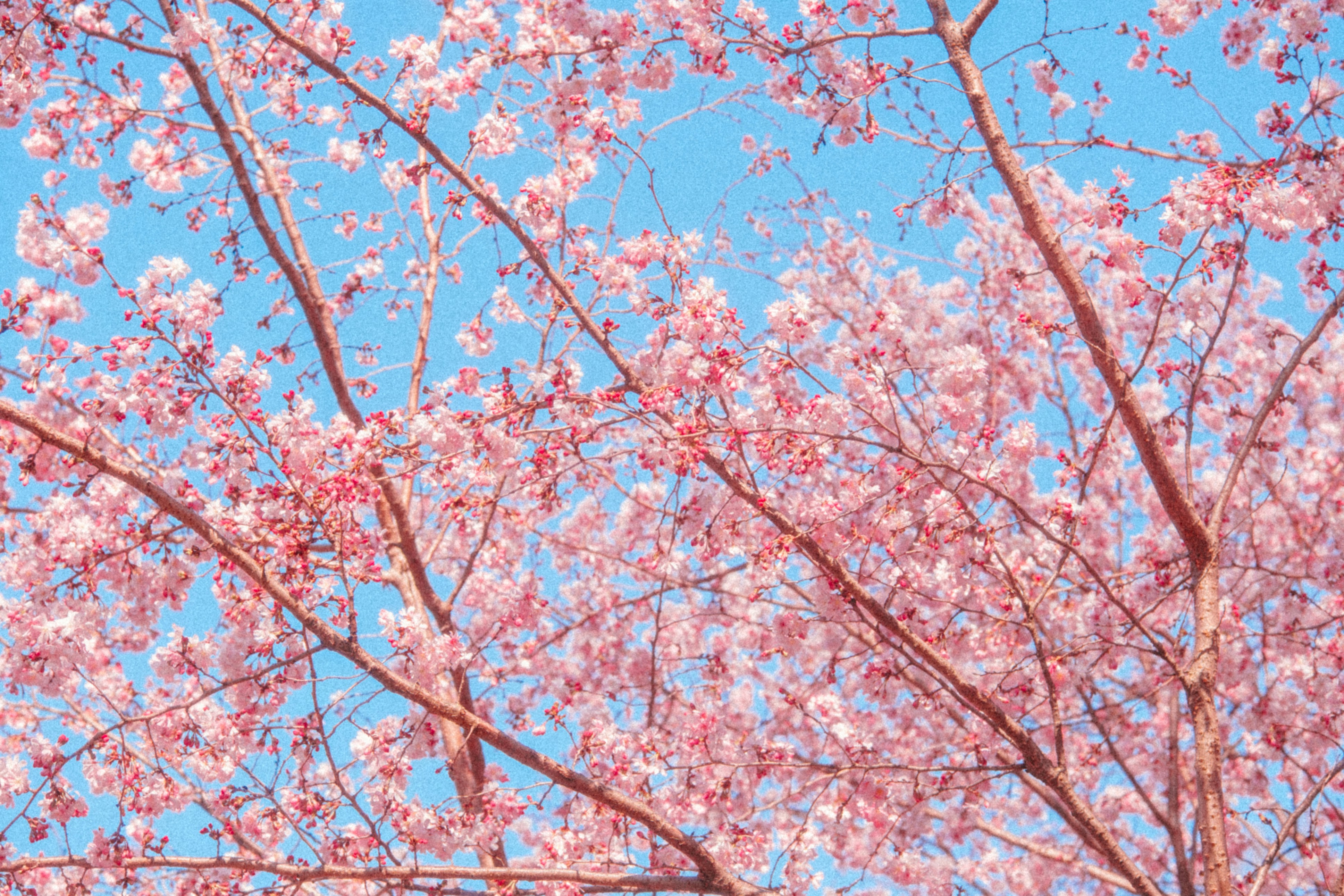 Photo by marsupialpudding