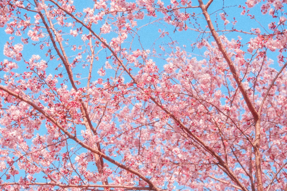 a tree with lots of pink flowers on it