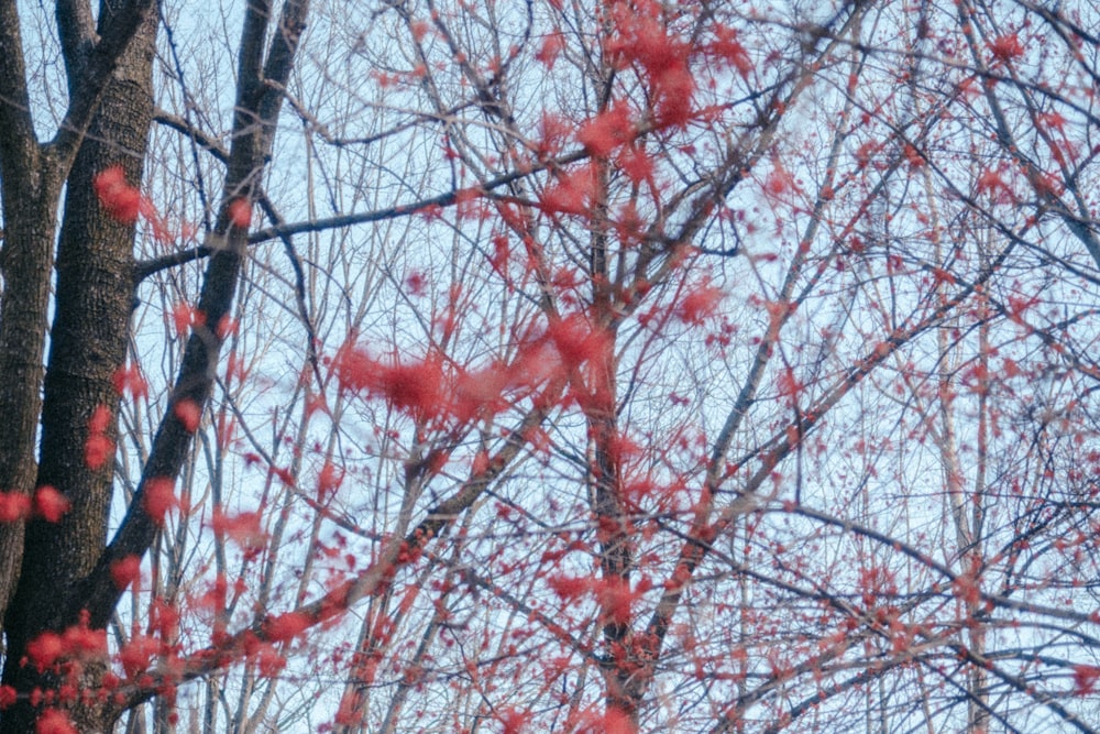 a tree with red flowers in the foreground and a blue sky in the background