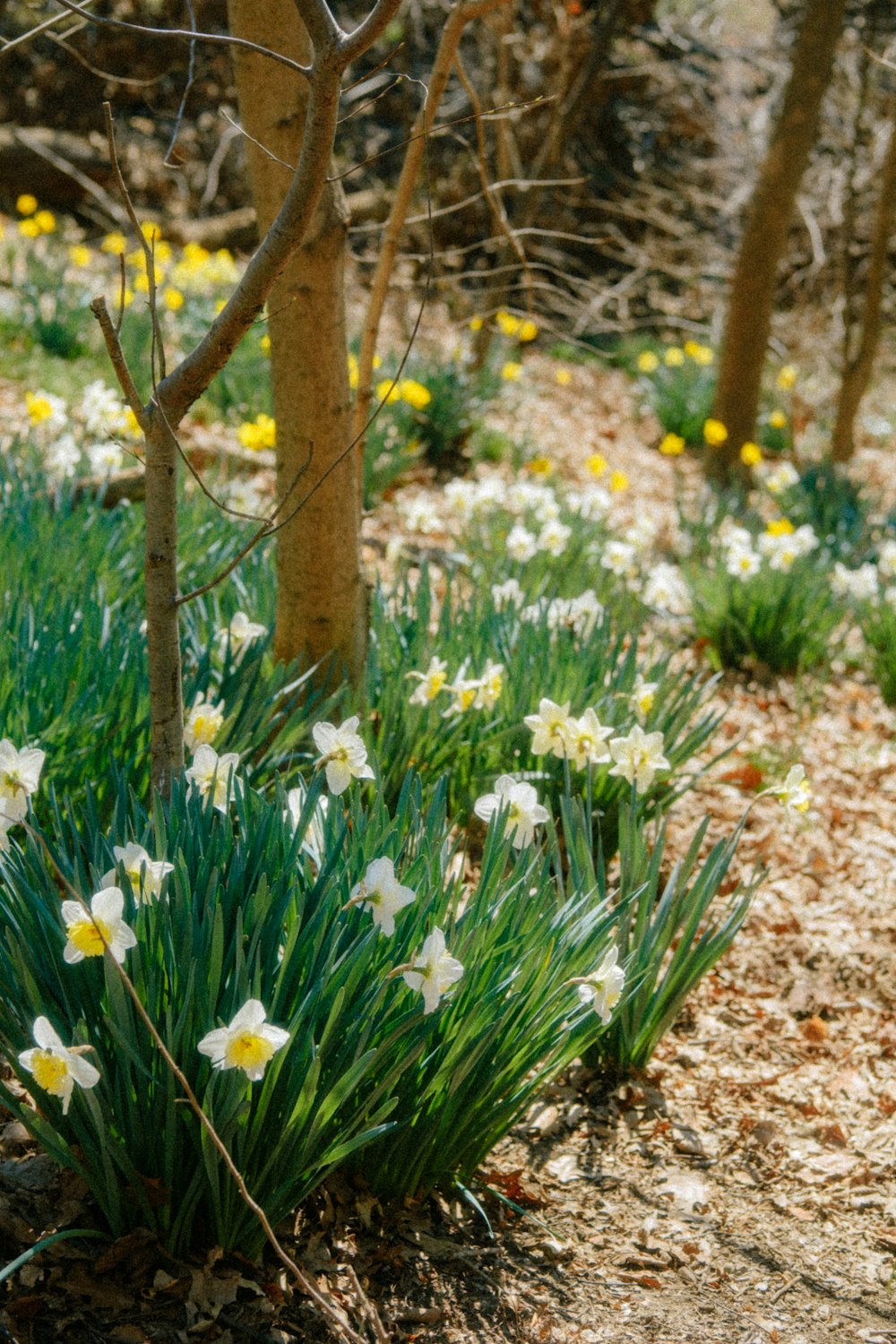 a bunch of flowers that are in the dirt