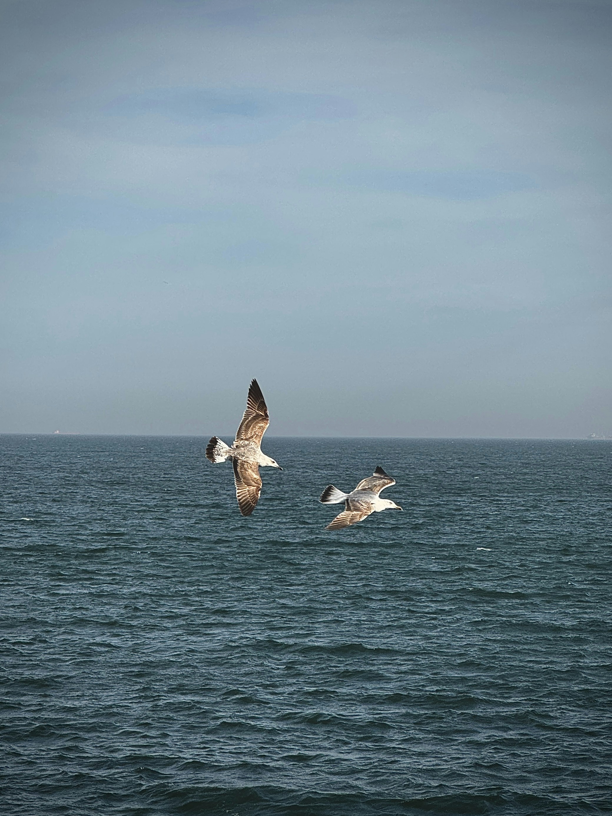 물 위를 날아다니는 새 떼