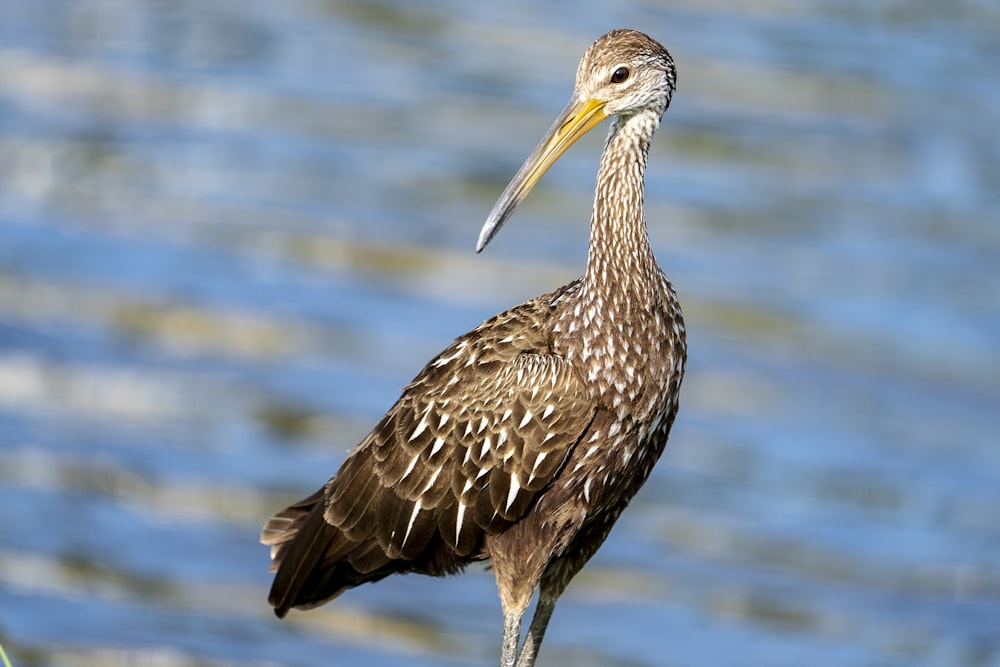 a bird with a long beak standing next to a body of water