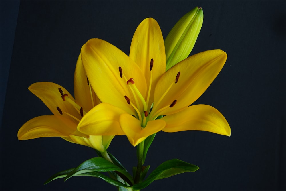 a close up of a yellow flower on a black background