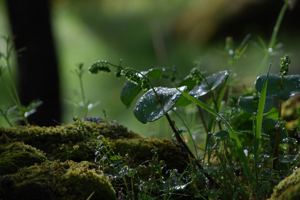 a close up of a plant with water droplets on it