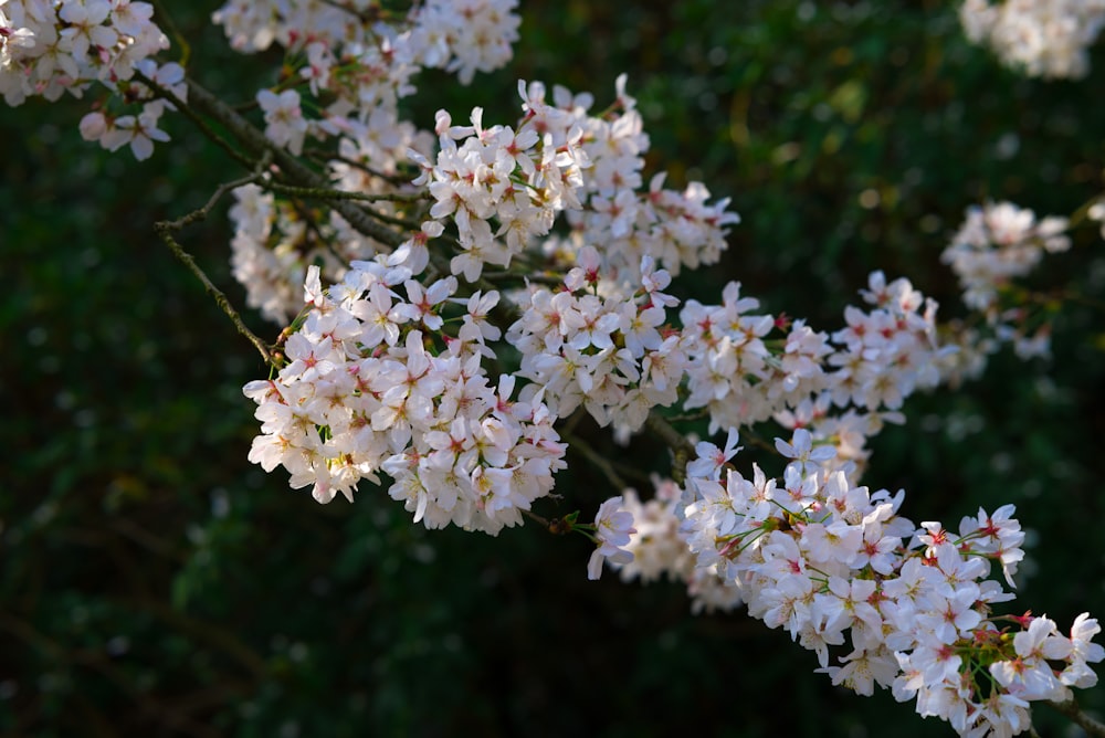 木に咲く白い花の束