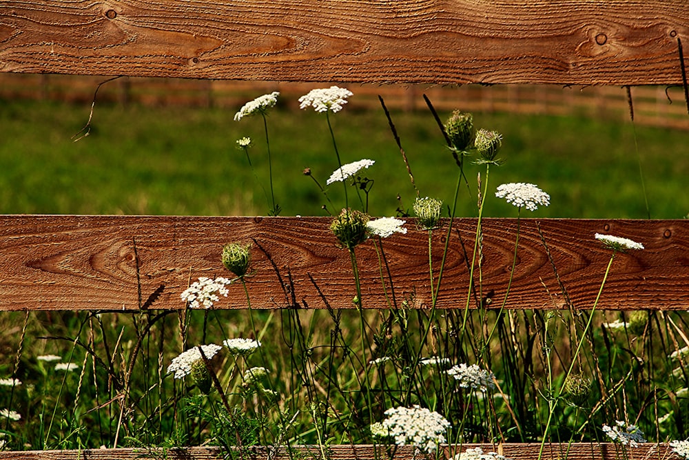 a wooden fence with white flowers growing on it