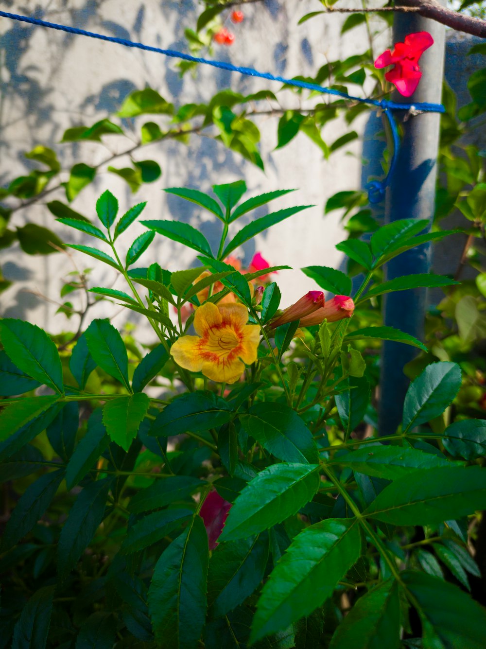 a yellow and red flower in front of a building