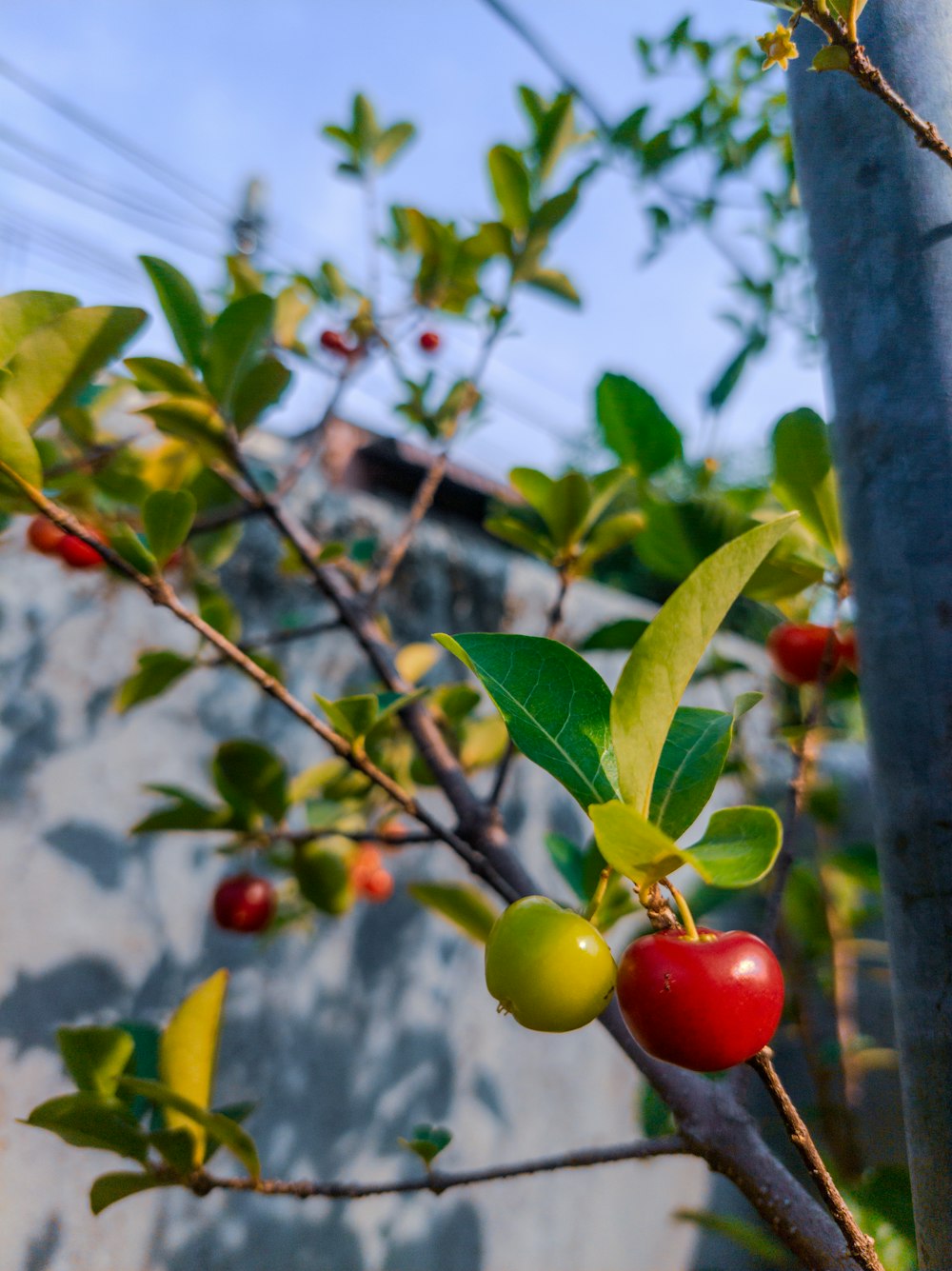 a tree with berries on it next to a building