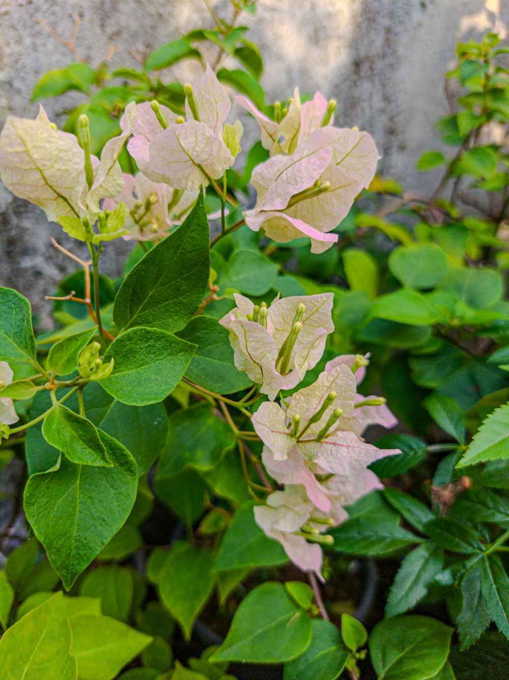 a plant with pink flowers and green leaves