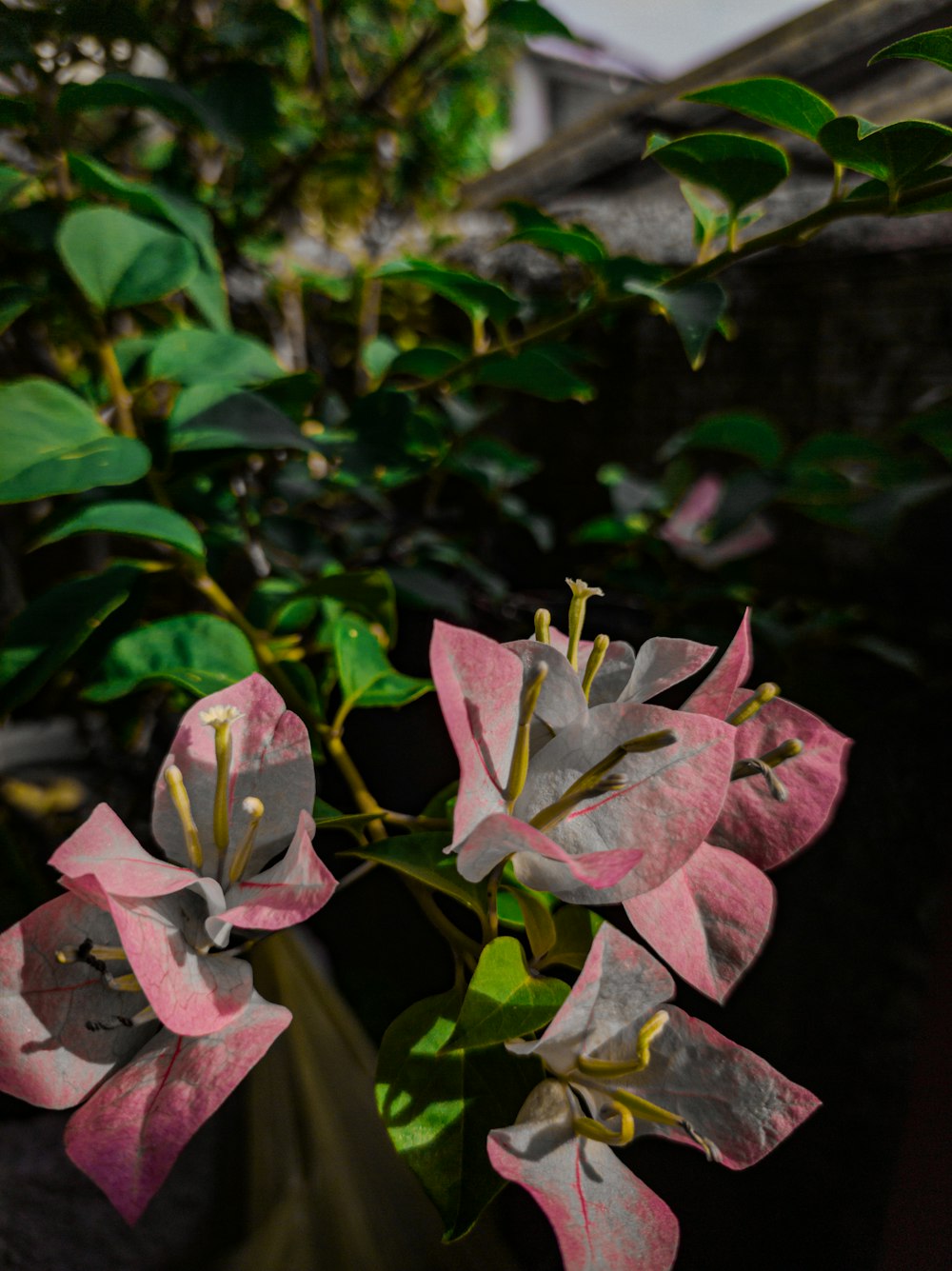 a close up of a flower in a vase