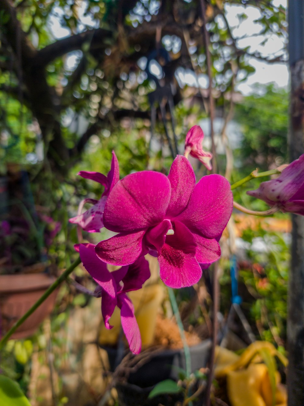 a pink flower is blooming in a garden