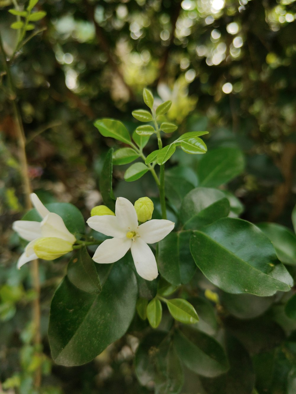 a close up of a flower on a tree