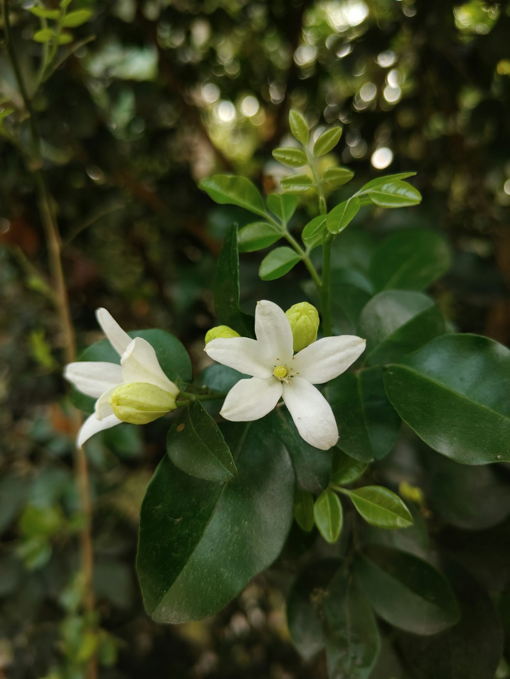 a white flower with green leaves in the background