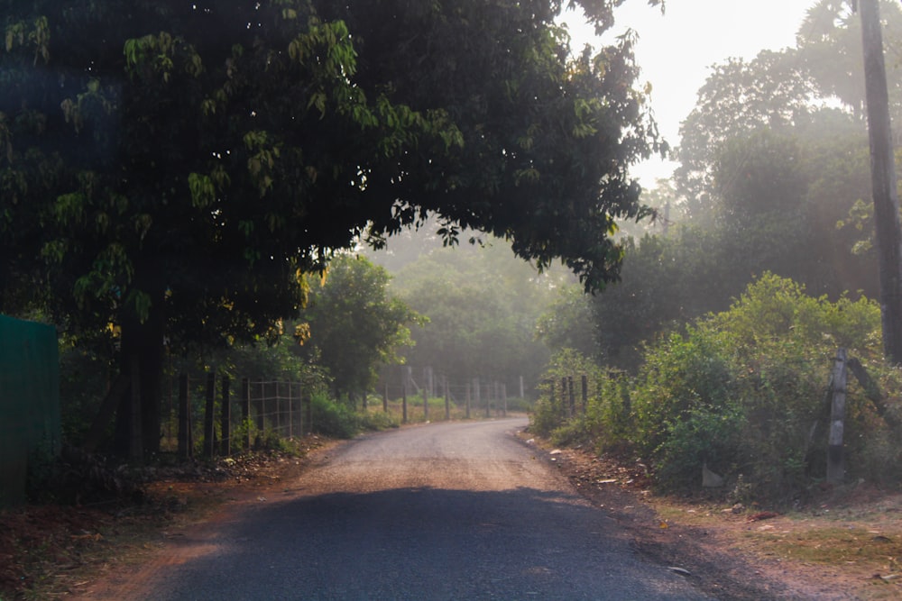 a road with a gate and trees on both sides