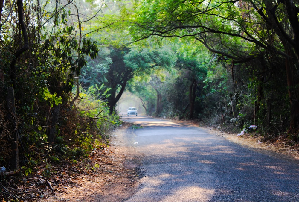 un'auto che percorre una strada circondata da alberi