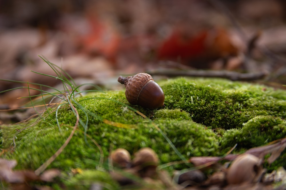 an acorn on a mossy surface in the woods