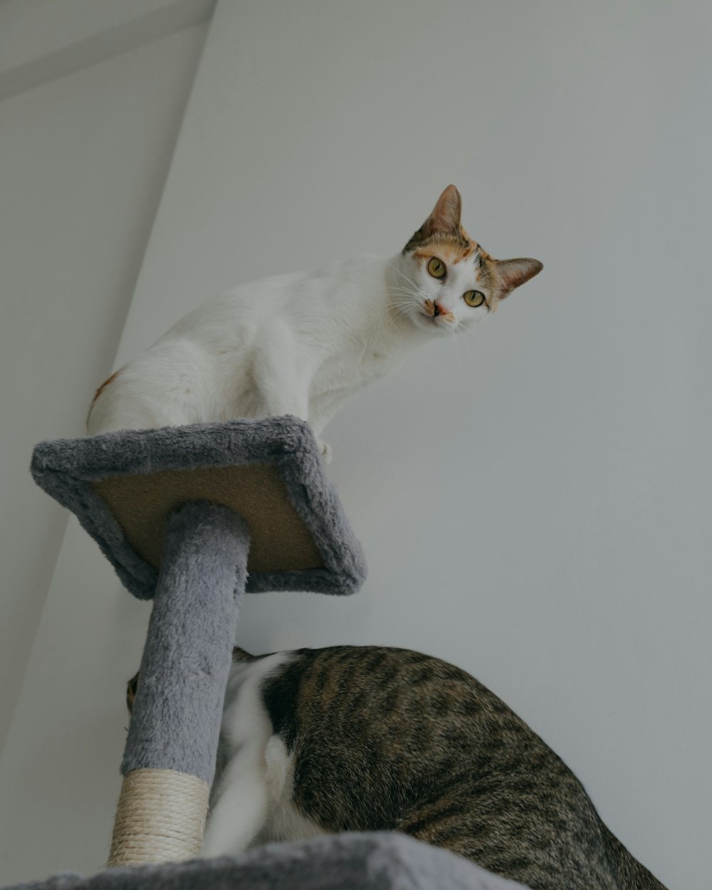 a cat sitting on top of a cat tree