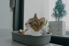 a cat sitting in a bowl looking out a window