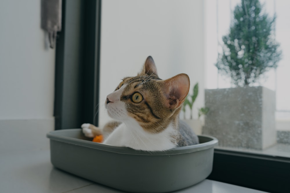 a cat sitting in a bowl looking out a window