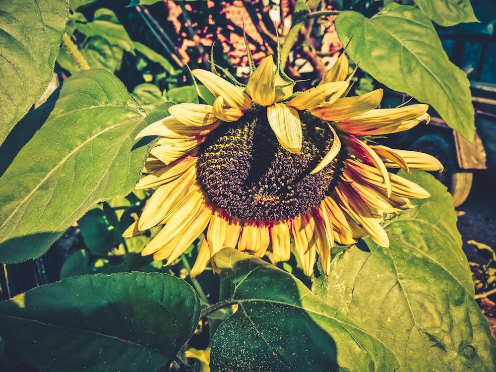 a large sunflower is blooming in a garden