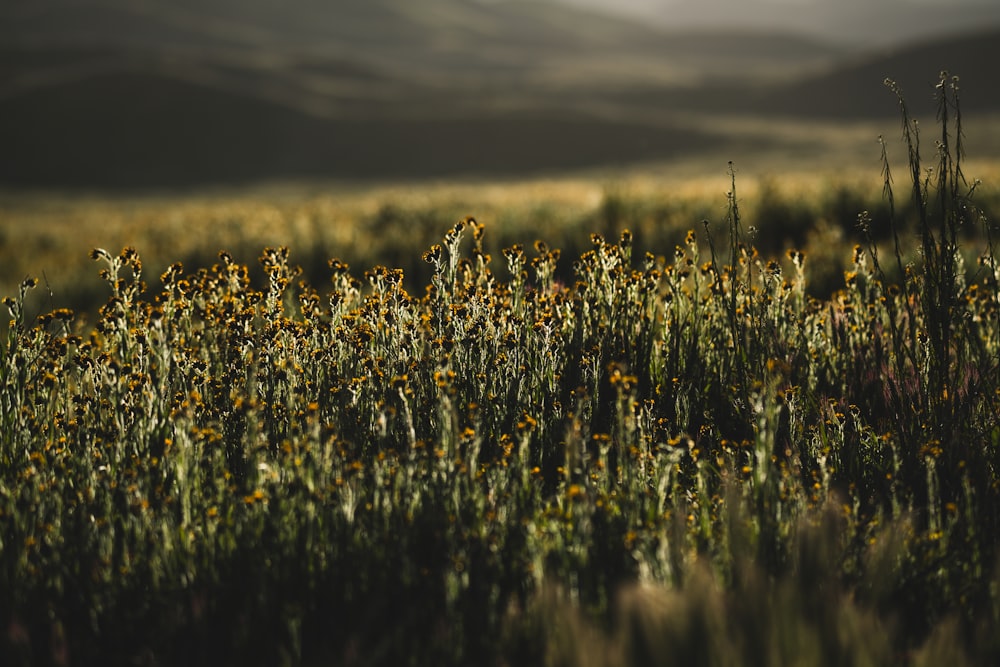 a field of wildflowers with mountains in the background