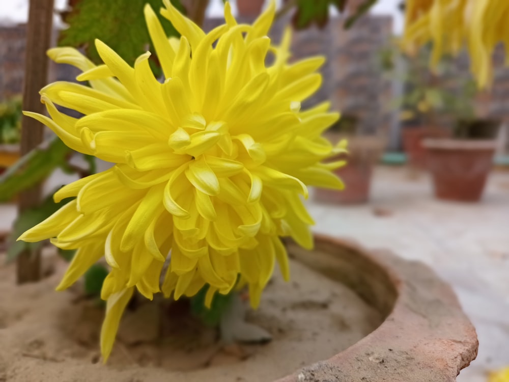 a close up of a yellow flower in a pot
