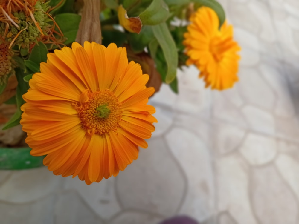 a close up of a flower in a pot