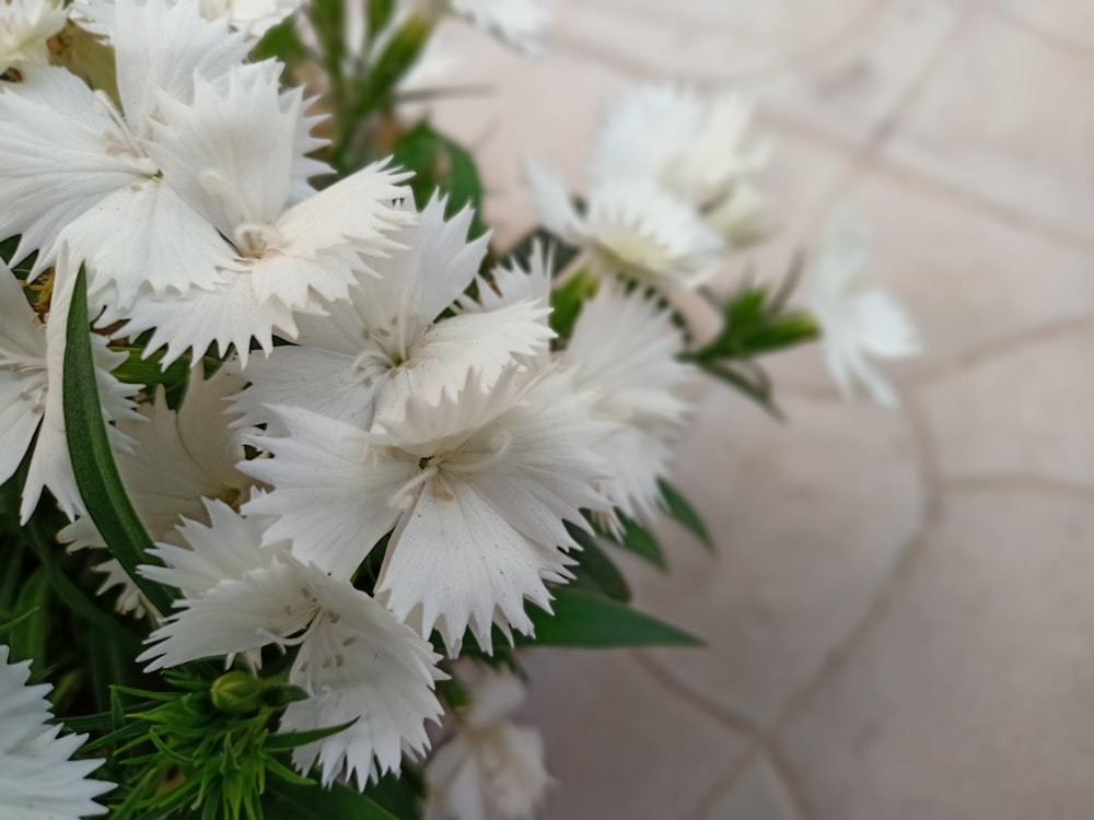 a bunch of white flowers sitting on top of a table