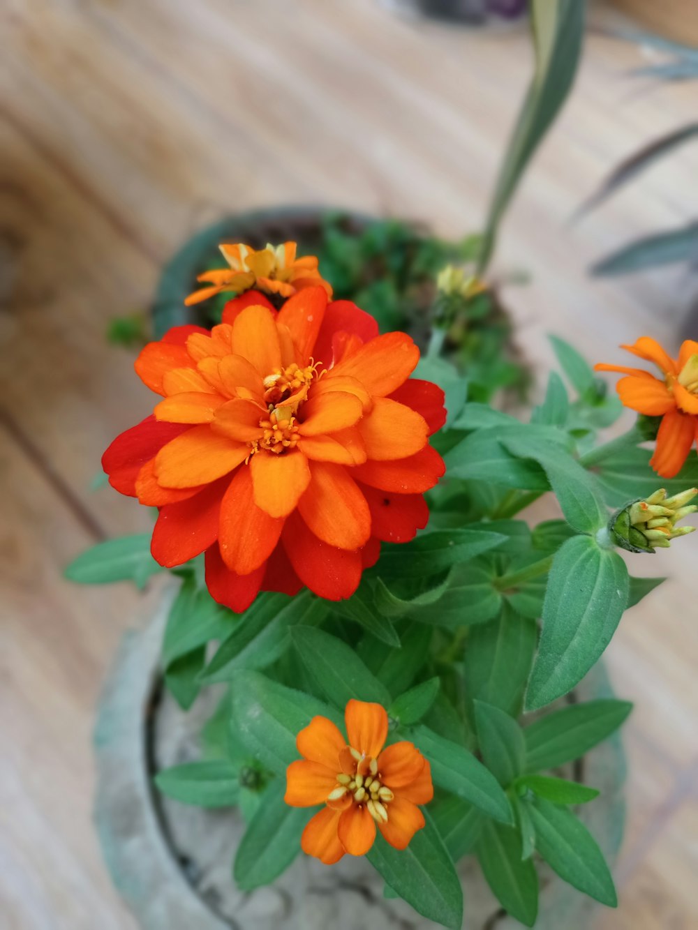 a close up of a flower on a table