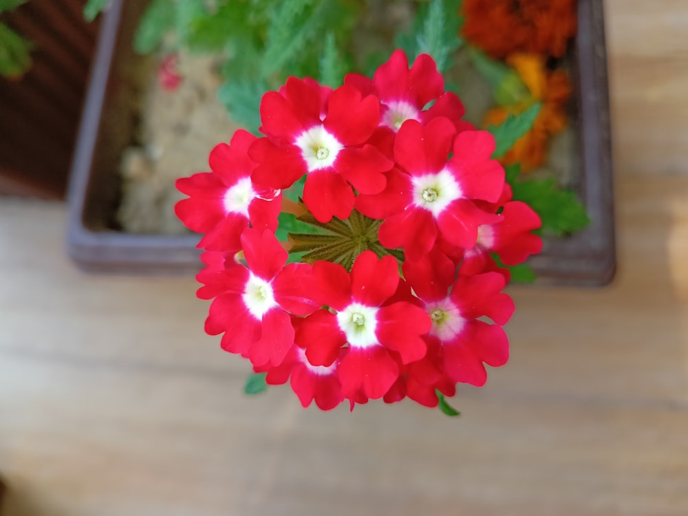 a bunch of red flowers sitting on top of a wooden table