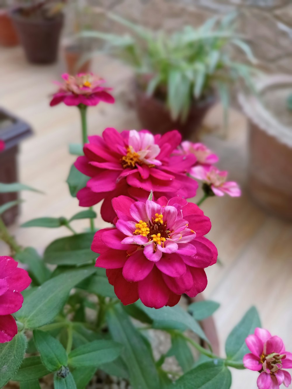 a group of pink flowers sitting on top of a wooden table